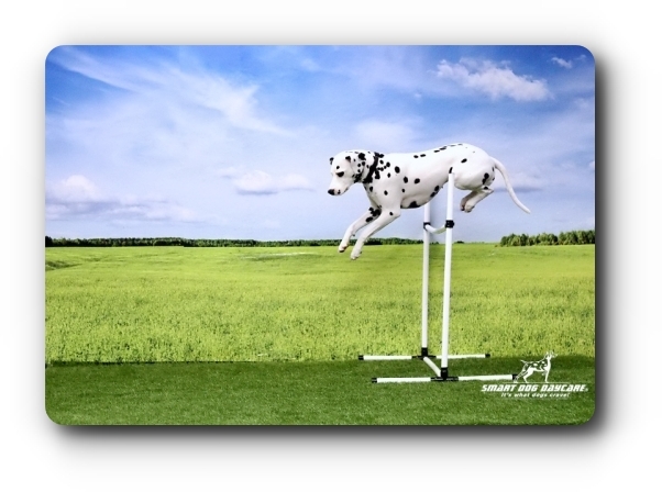 Everett Dog Photography